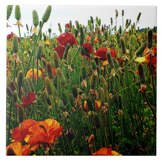 BlumenKeramik-Fliese: Blumen-Felder, Karlsbad CA Fliese (Vorderseite)