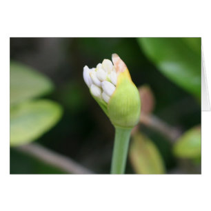 Blumenknospe freier Raum nach innen