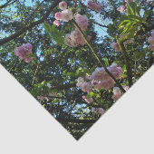 Blumenkohl, Blumenkohl, Tissue Seidenpapier (Ausschnitt)