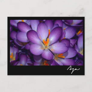 Blumenkohl Foto noch Leben. Postkarte