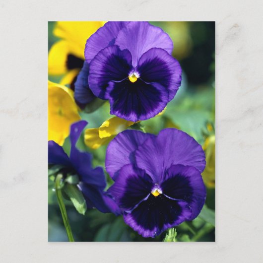 Blumenkohl, nah postkarte (Vorderseite)