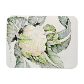 Blumenkohl-Studie 1993 Magnet (Horizontal)