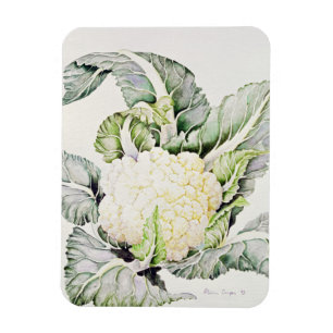 Blumenkohl-Studie 1993 Magnet