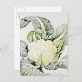 Blumenkohl-Studie 1993 Postkarte (Vorne/Hinten)