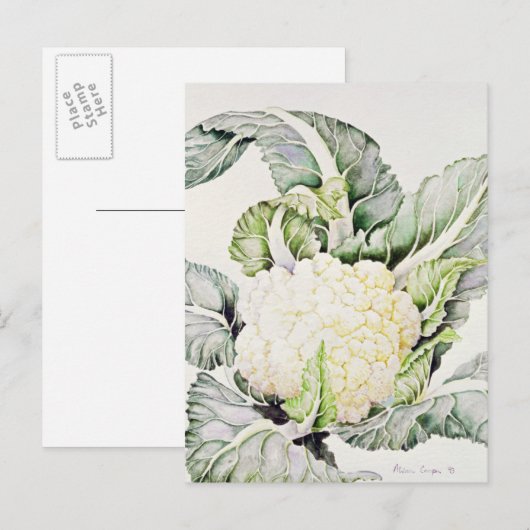 Blumenkohl-Studie 1993 Postkarte (Vorne/Hinten)