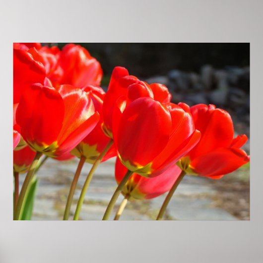 Blumenkunst der roten Tulpen druckt Poster (Vorne)