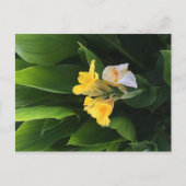 Blumenlieferung Postkarte (Vorderseite)