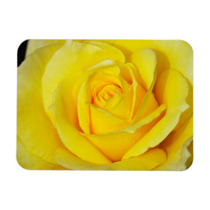 Blumenmagnet der gelben Rose Magnet