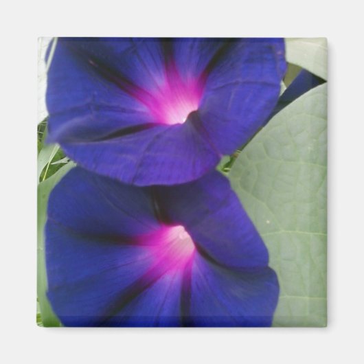 Blumenmagnet für Kühlschrank Magnet (Vorne)