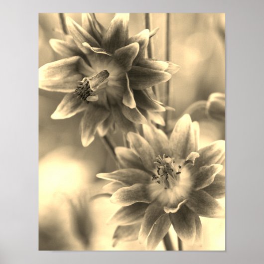 Blumenpaar in Sepia-Tönung Poster (Vorne)
