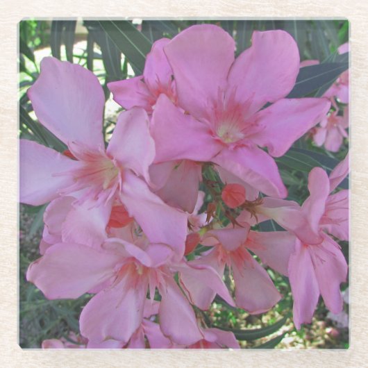 Blumenpastel Pink Long Petal Bloom Foto Blume Glasuntersetzer (Vorderseite)