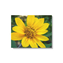 Blumenperfektion in Gelb