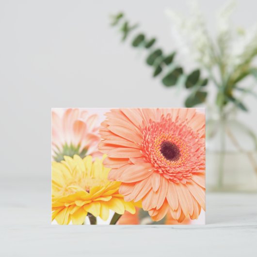 Blumenpfirsiche Orange und Gelb Gerbera Daisies Postkarte (Stehend Vorderseite)