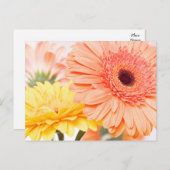 Blumenpfirsiche Orange und Gelb Gerbera Daisies Postkarte (Vorne/Hinten)