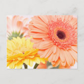 Blumenpfirsiche Orange und Gelb Gerbera Daisies Postkarte (Vorderseite)