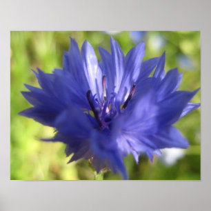 Blumenplakat Poster