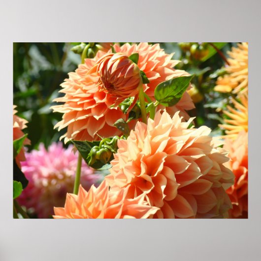 Blumenposter Orange Dahlia Blume Gardens Poster (Vorne)