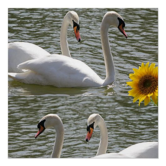 Blumenposter Sonnenblume Schwan Poster (Vorderseite)