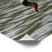 Blumenposter Sonnenblumenschwan Poster (Ecke)