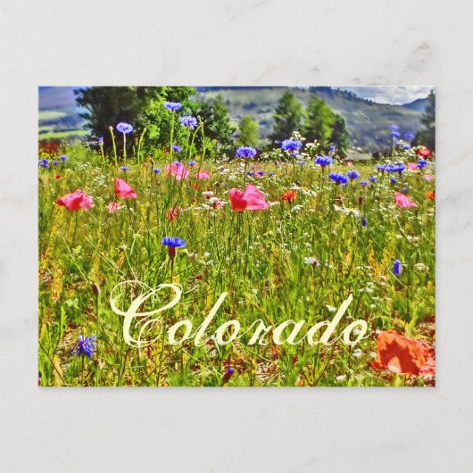 Blumenpostkarte Colorado Postkarte (Vorderseite)