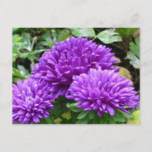 Blumenpostkarte Postkarte