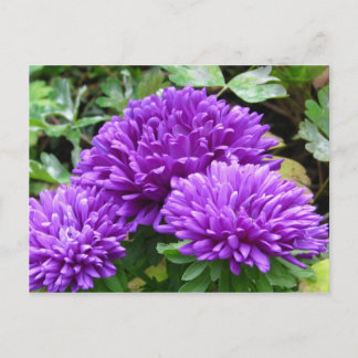 Blumenpostkarte Postkarte