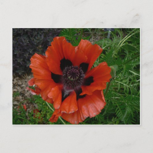 Blumenpostkarte Postkarte (Vorderseite)