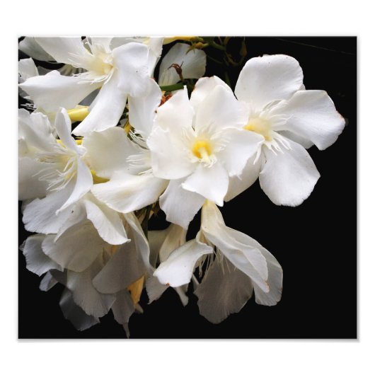 blumenreich fotodruck (Vorne)