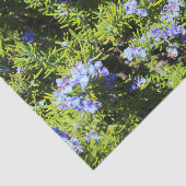 Blumenrosmarin Seidenpapier (Ausschnitt)