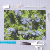 Blumenrosmarin Seidenpapier (Handwerk)
