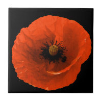 Blumenroter Mohn Blume Schwarz Benutzerfreundliche