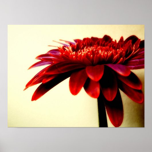 BLUMENSERIEN-007 POSTER (Vorne)