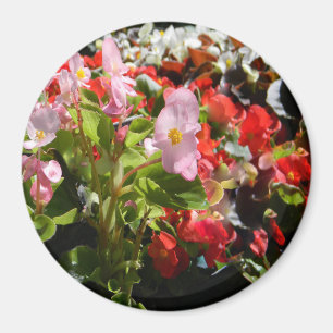 Blumenstrauß der Begonien… Magnet