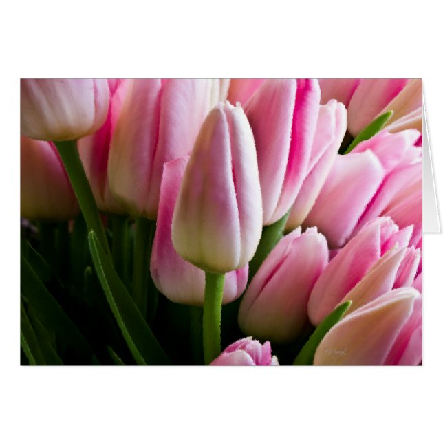 Blumenstrauß der rosa Tulpen (Vorderseite (Horizontal))