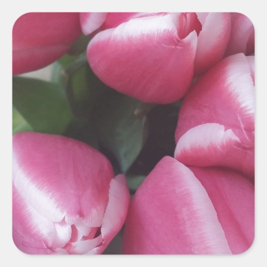 Blumenstrauß, Pink Tulips, Blume Quadratischer Aufkleber (Vorderseite)