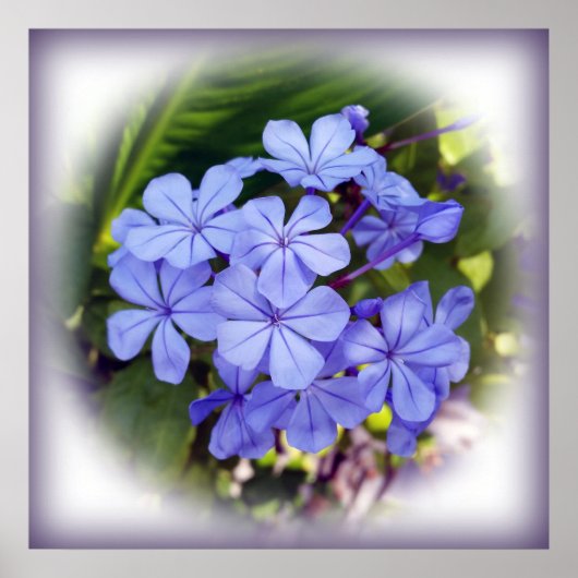 Blumenstrauß Poster (Vorne)