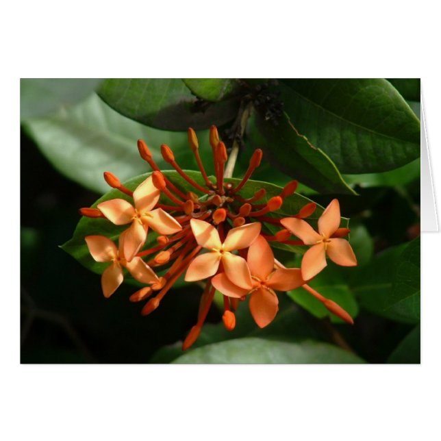 Blumenstrauß von Ixora (Vorderseite (Horizontal))