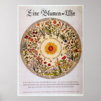 Blumenuhr-Blume Poster