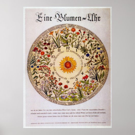 Blumenuhr-Blume Poster (Vorne)