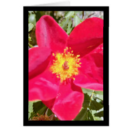 BlumenVelvet Punch - Song von Sol. 4:10 Gruß. Kart