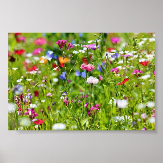 Blumenwiese Poster (Vorne)
