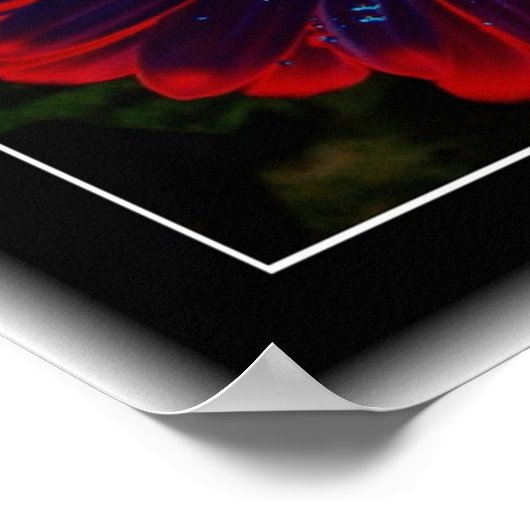 BlumenWindows Poster (Ecke)