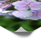 Blumenzitat für Hydrangea Poster (Ecke)