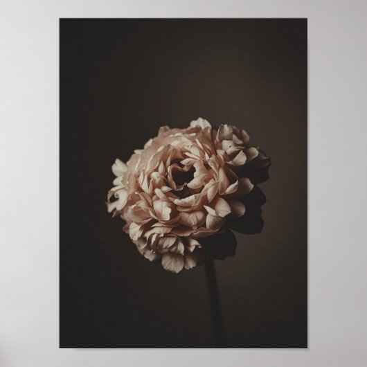 Blush Bouquet Study Poster (Vorne)
