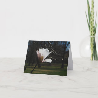Blush Magnolia Blüten Feinkunst Notizkarten – Eleg Dankeskarte