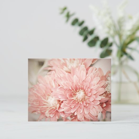 Blush Mums Postkarte (Stehend Vorderseite)