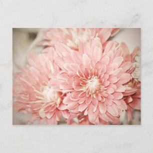 Blush Mums Postkarte