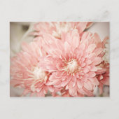 Blush Mums Postkarte (Vorderseite)