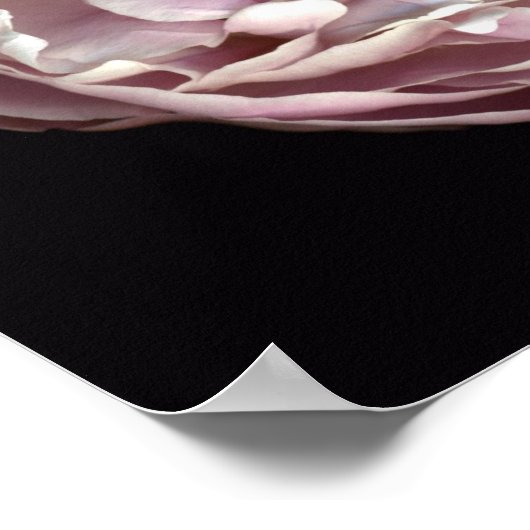 Blush Peony Poster (Ecke)