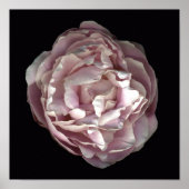 Blush Peony Poster (Vorne)